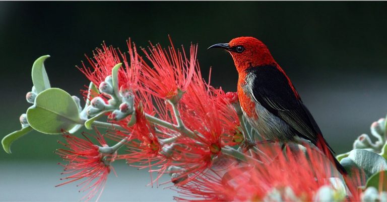 Wildlife Sanctuary Support: Contributing to the Preservation of Nature Around Abuja